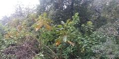 Bocconia frutescens