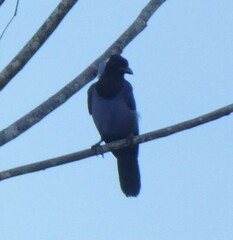 Cyanocorax violaceus