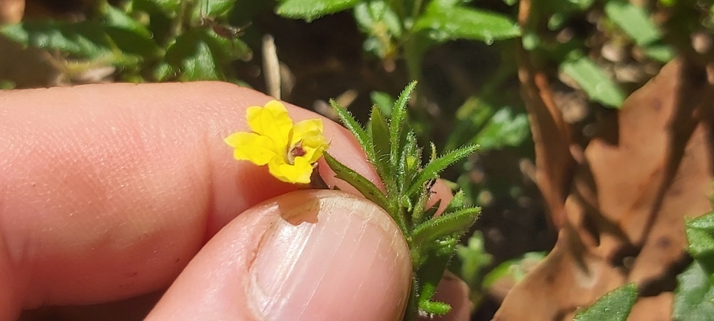 Variable-leaved Goodenia from Galston High School, Galston Rd, Galston ...