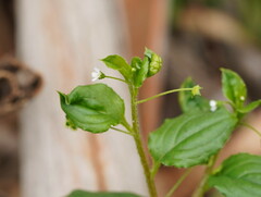 Hackelia latifolia