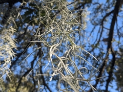 Tillandsia usneoides