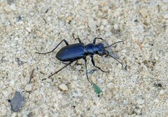 Cicindela nigrior