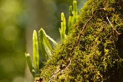 Microgramma squamulosa