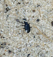Cicindela nigrior