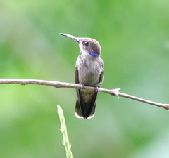 Colibri delphinae