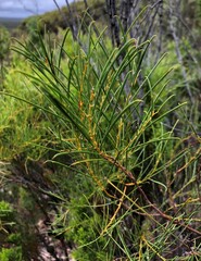 Acacia calamifolia