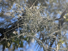 Tillandsia usneoides
