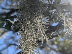 Tillandsia usneoides