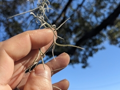 Tillandsia usneoides