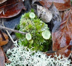 Cladonia chlorophaea