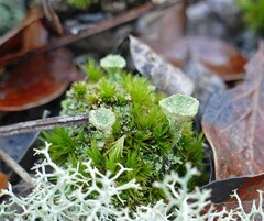 Cladonia chlorophaea