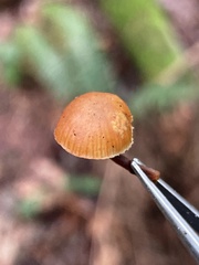 Galerina castaneipes