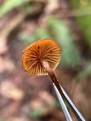 Galerina castaneipes