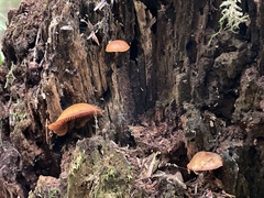 Galerina castaneipes
