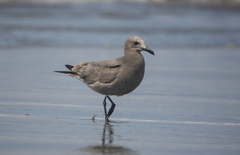 Leucophaeus modestus