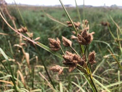 Bolboschoenus caldwellii
