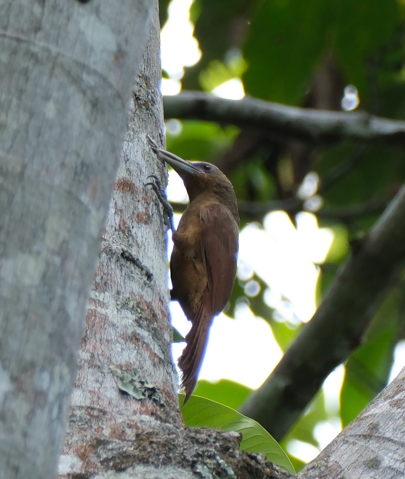Cinnamon-throated Woodcreeper (Dendrexetastes rufigula), photo 6