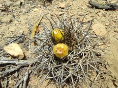 Eriosyce heinrichiana