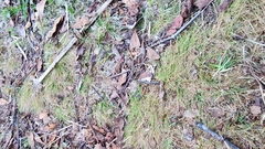 Eleocharis baldwinii