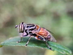 Eristalini