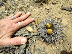 Eriosyce heinrichiana