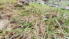 Eleocharis baldwinii
