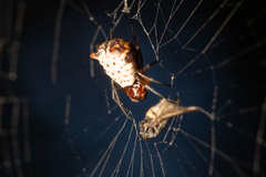 Micrathena saccata