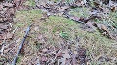 Eleocharis baldwinii