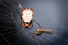 Micrathena saccata
