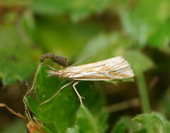 Hednota pleniferellus