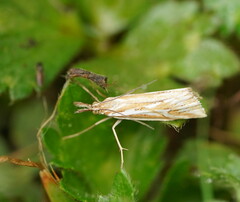 Hednota pleniferellus