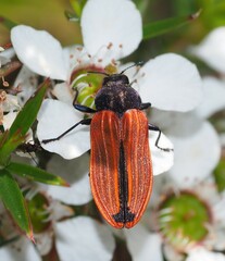 Castiarina erythroptera