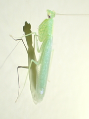 Tropidomantis