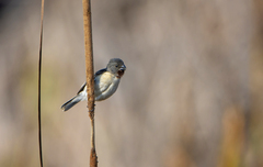 Sporophila telasco