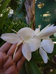 Hedychium coronarium