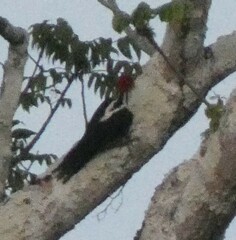 Campephilus melanoleucos