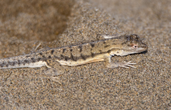 Microlophus thoracicus