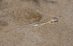 Microlophus thoracicus