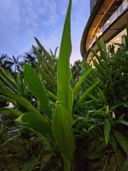 Hedychium coronarium