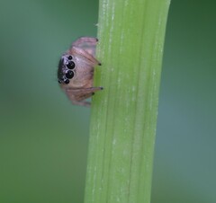 Maratus scutulatus
