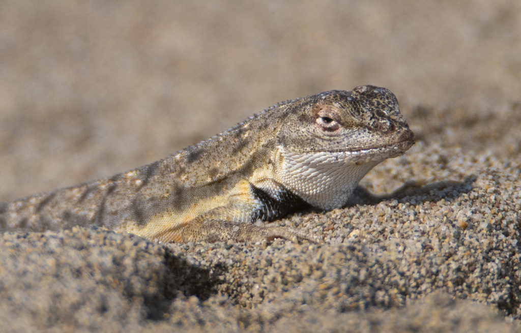 Tschudi's Pacific Iguana