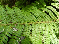 Polystichum proliferum