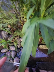 Hedychium coronarium