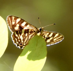 Oreixenica kershawi