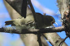 Hemignathus wilsoni