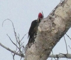 Campephilus melanoleucos