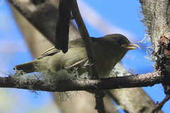 Hemignathus wilsoni