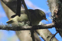 Hemignathus wilsoni