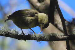 Hemignathus wilsoni