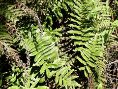 Blechnum minus